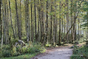 Stangenwald aus jungen Ahornbäumen