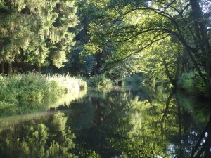 Nachmittagssonne in den Bäumen am Flussufer