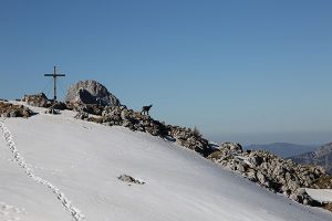 Gipfelkreuz mit Gams